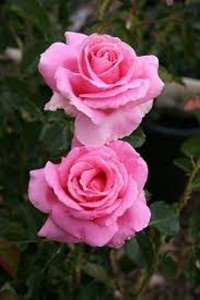 BEWITCHED (floribunda)